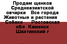 Продам щенков Среднеазиатской овчарки - Все города Животные и растения » Собаки   . Ростовская обл.,Каменск-Шахтинский г.
